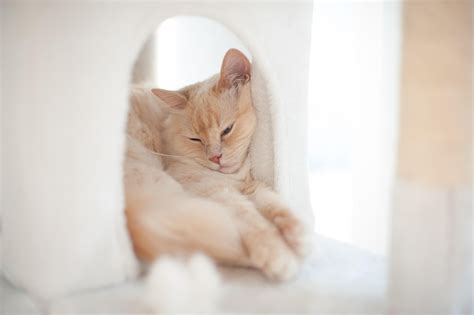 Cute Cat Portrait - Free photo on Pixabay - Pixabay