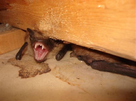 Do Bats Live In Houses at Nicole Bentley blog