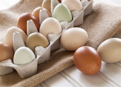 З чого зроблені лотки для яєць: як можна використати лотки з під яєць в ...