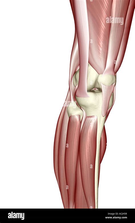 Knee Muscles Diagram - Blogger Lagi