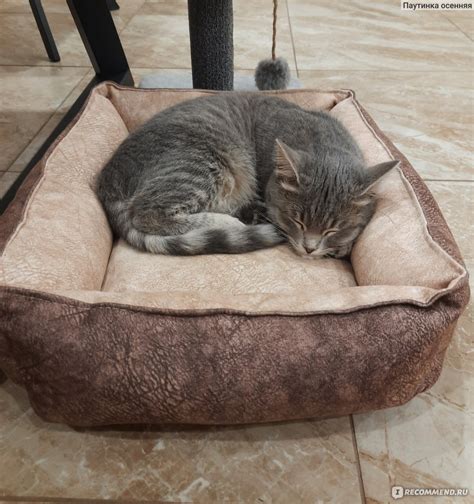 Лежанки Zootorika Для кошек и собак - «🌿Собственный диванчик для 🐈Не ...