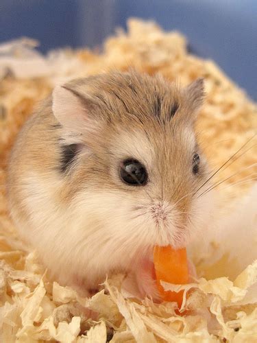 Roborovski Dwarf Hamster Facts, Information Pictures, 46% OFF