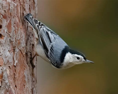 14 Types of Grey Birds Found in Canada! (2025) - Bird Watching HQ