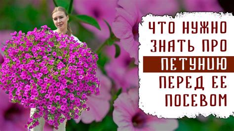 ЧТО НУЖНО ЗНАТЬ ПРО ПЕТУНИЮ ПЕРЕД ЕЁ ПОСЕВОМ НА РАССАДУ + СЕМЕНА САМОЙ ...