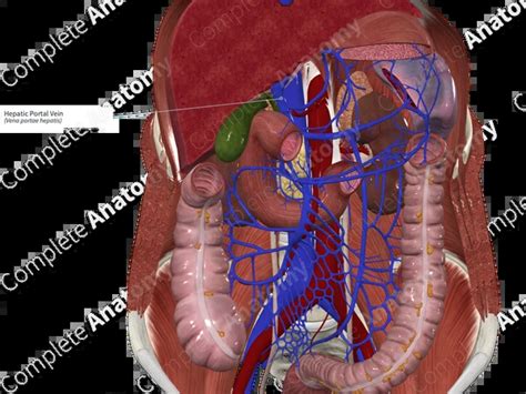 hepatic portal vein complete anatomy