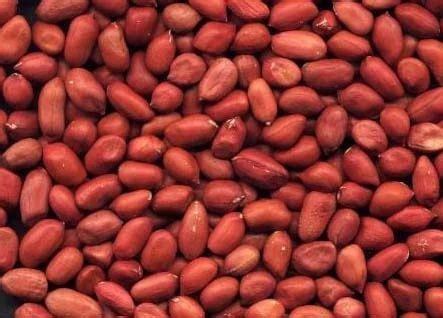 ground nuts bold ground nuts manufacturer  bikaner