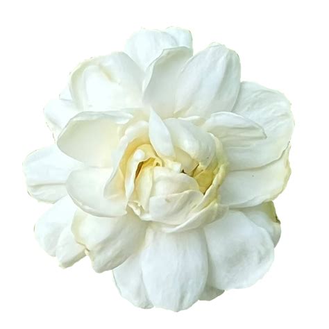 Arabian jasmine flower 21911579 PNG