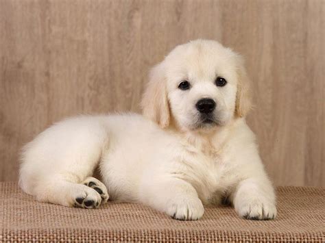 Golden Retriever Puppies For Sale | EuroPuppy | Golden retriever ...