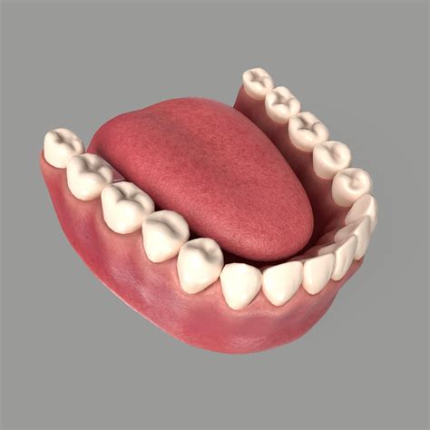 3D model Human Mouth Anatomy Teeth Gums Tongue VR / AR / low-poly
