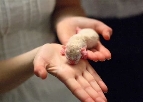 через сколько дней открываются глаза у котят | Newborn kittens ...