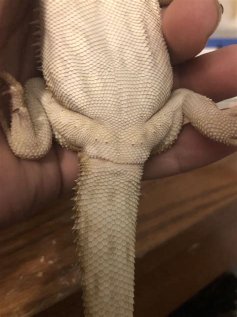 NSFW? What’s the gender of my bearded dragon? : r/BeardedDragons