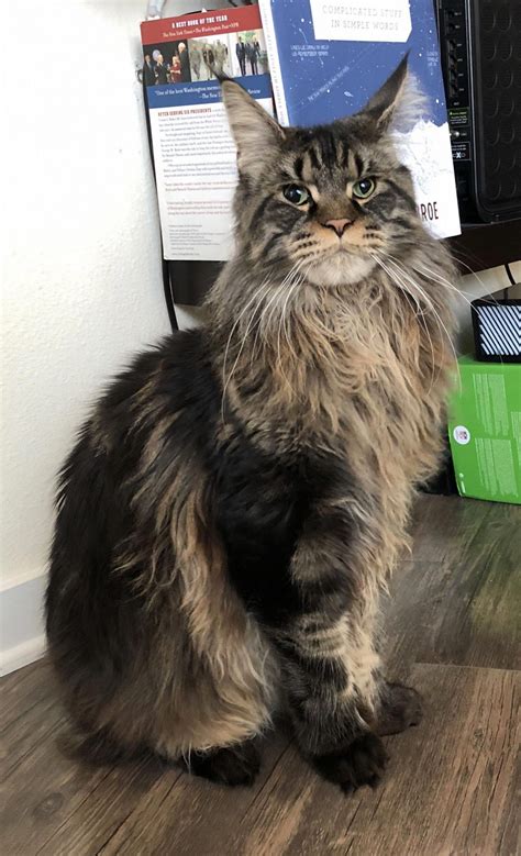 36 HQ Photos British Longhair Kittens Near Me / Cats For Free Near Me #