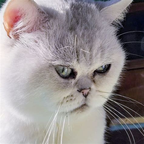 Top 70+ Strange Cat Names | PetPress