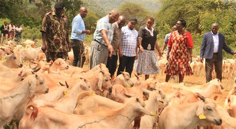 FAO donates hybrid gala goats to Taita Taveta – Kenya News Agency