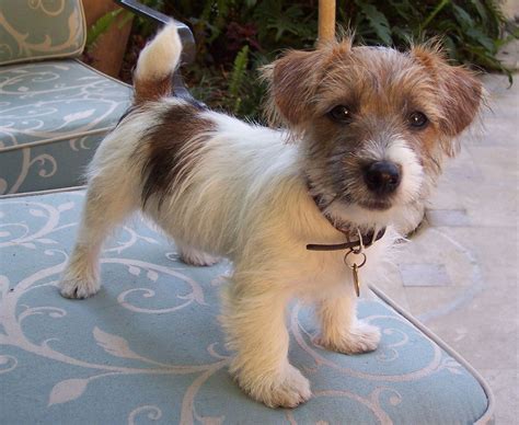 Long Haired Jack Russell Terrier Mix - MXIKER