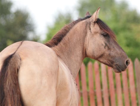 Red Dun Horses Dun Horse Hi Res Stock Photography And Images Alamy