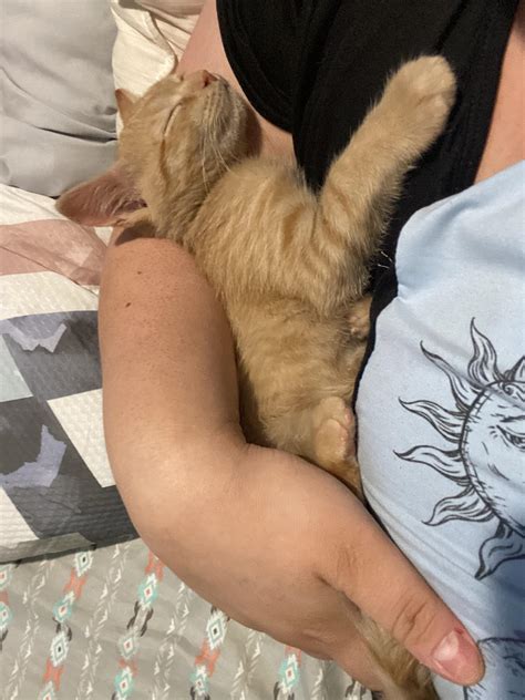 Does anyone elses cat like to sleep like this ?? My girl ginger will