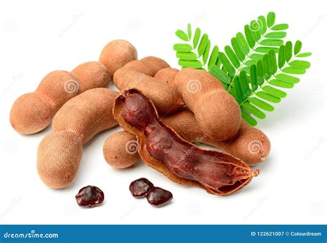fresh tamarind fruit hanging    tree   tropical