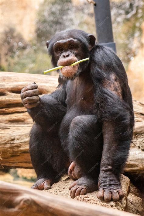 Premium Photo | Wildlife wonders graceful apes in their element