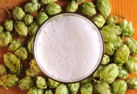 Beer and hops stock photo. Image of drought, curtains - 19821486