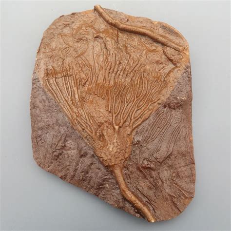 Crinoïde fossile - Lys de mer - sur matrice - Scyphocrinus - Catawiki