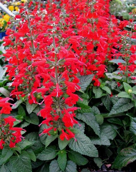 Perenial SCARLET SAGE Salvia Coccinea Red Hardy Hardy 20 Seeds | Etsy