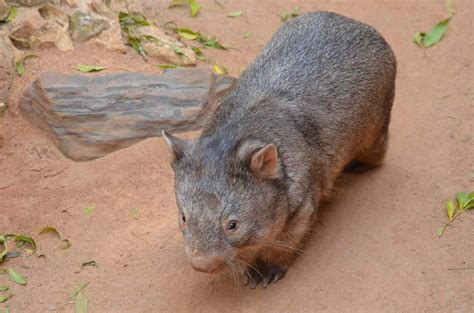 10 Facts About Diprotodon, the Giant Wombat