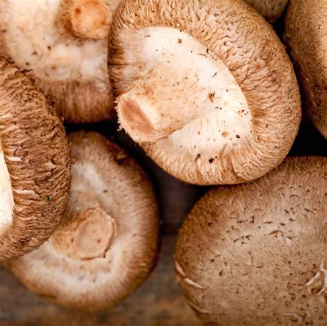 Shiitake