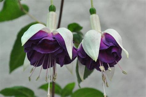 Купить семена Фуксия Fuchsia Pinto de Blue в Москве: доставка семян по ...