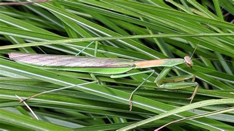 Praying Mantis Ootheca – The Smell of Molten Projects in the Morning