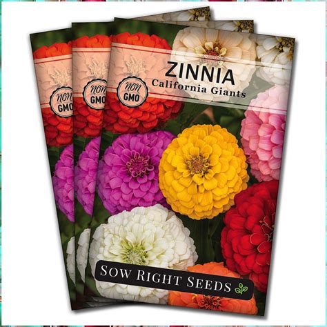 What Do Giant Zinnia Seeds Look Like at Rose Jessie blog