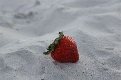 Sandy Strawberry | Strawberry, Fruit, Sandy