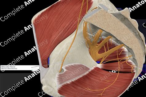 Obturator Nerve | Complete Anatomy