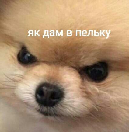 українські меми