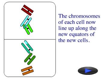 Animation - Meiosis by Jim Wanamaker from Lew-Port's Biology Place