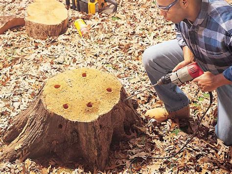 killing  tree  diesel guide