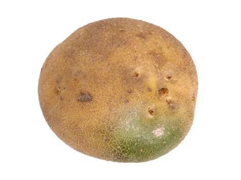 Potatoes Look Green Under Skin at Donald Altman blog