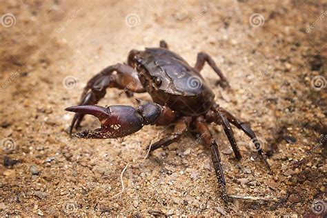 Рак стоковое фото. изображение насчитывающей природа - 120209650