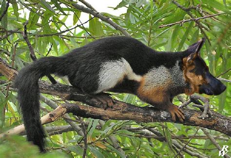 German-squirrel by Dwarf4r on DeviantArt