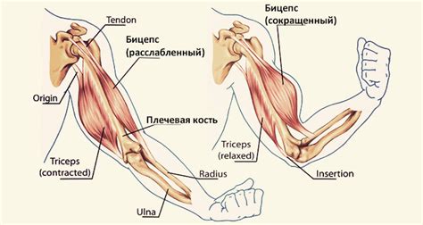 Как накачать руки в домашних условиях без гантелей и штанг