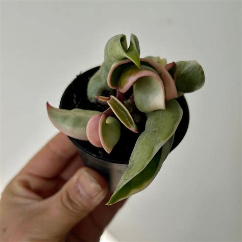 Hoya Carnosa Compacta Variegata (Rope Hoya) 2.5” pot – House of Plants