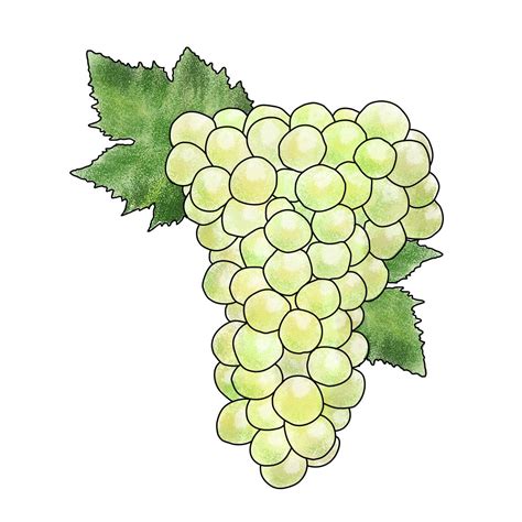 A focus on the Riesling grape - The Grape Reserve