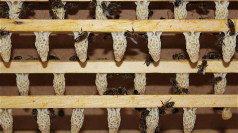 Маточники - YouTube