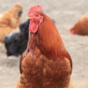 heritage turkey definition good shepard  good shepherd poultry farm