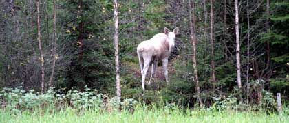 Mysterious Moose Sighting: Albino Moose Turns Up in Norway - DER SPIEGEL