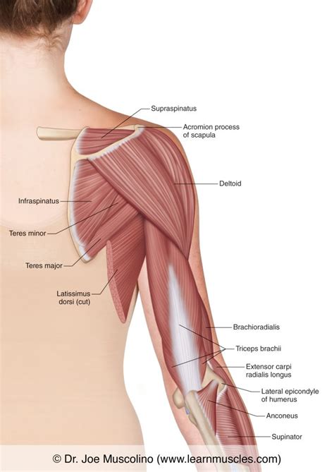 Shoulder Joint Anatomy Posterior View