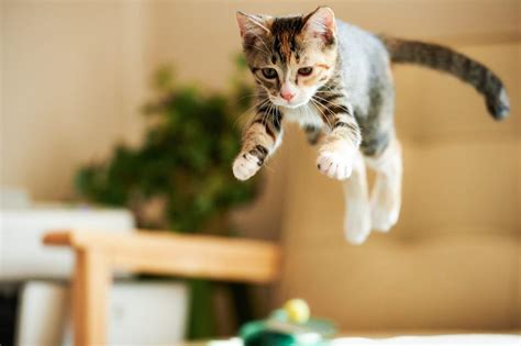 Do Cats Always Land on Their Feet? The Feline Righting Reflex Explained - Hunter Games Magazine