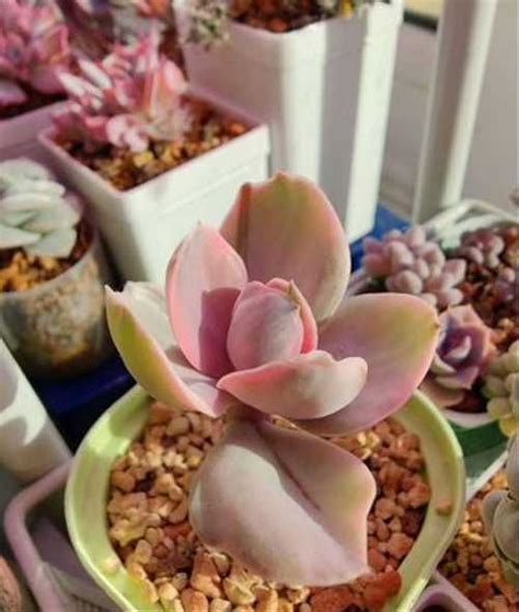 Echeveria Decora эхеверия декора | Festima.Ru - Мониторинг объявлений