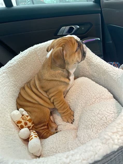 ARABELLA🌹 on Twitter: "@chloexonicole Bertie" / Twitter