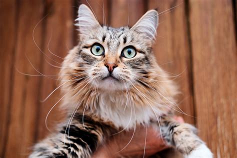 How to tell if your cat is actually happy, explained by a feline body ...